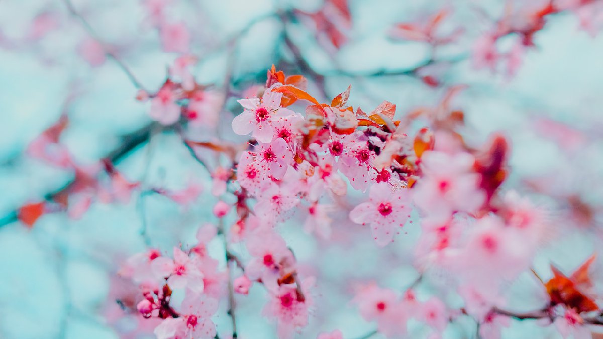 长沙春天都有哪些花？（樱花、梅花、油菜花