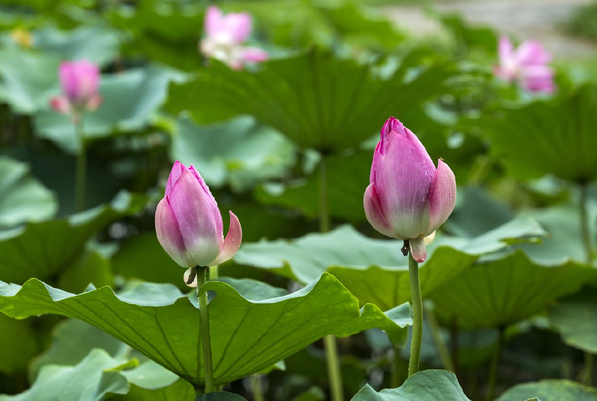 长沙夏天有什么花呢？（向日葵、月季、荷花